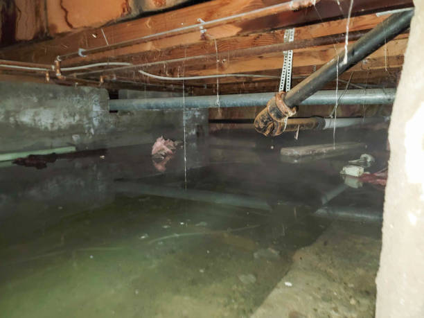 Best Basement water damage restoration  in Centreville, MI